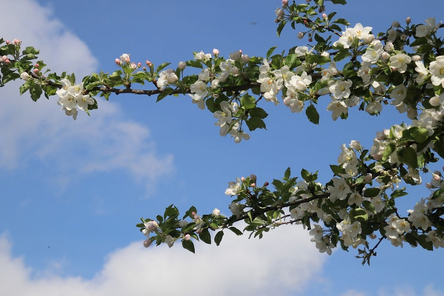 Cherry Blossom Tree Branch View Photograph Print 100% Australian Made