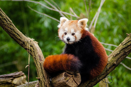 Red Panda on Tree Closeup Photograph Print 100% Australian Made