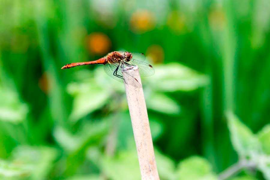 Bella Home Red Dragonfly Closeup Shot View Print Canvas Ready to hang