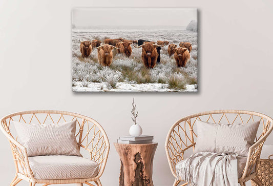 Bella Home Big Scottish Cow's Looking Print Canvas Ready to hang