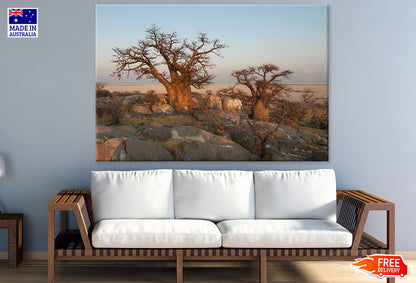 Baobab Tree & Rocks Photograph Print 100% Australian Made