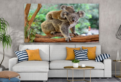 Mother & Baby Koala on a tree Print 100% Australian Made