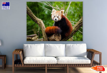 Red Panda on Tree Closeup Photograph Print 100% Australian Made