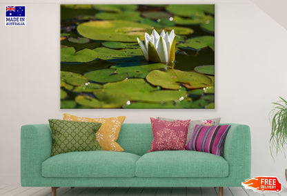 White Water Lily Flower Plant on Water Photograph Print 100% Australian Made