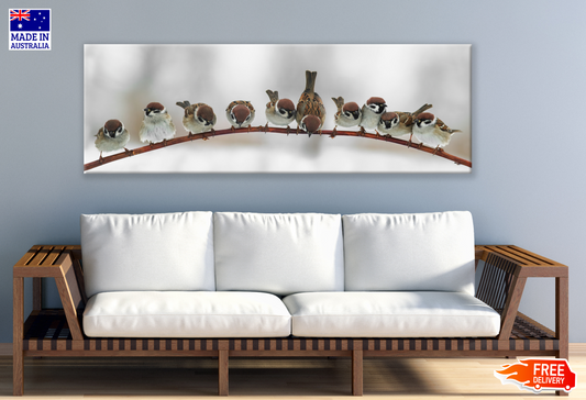 Panoramic Canvas Birds Sitting on a Branch High Quality 100% Australian made wall Canvas Print ready to hang