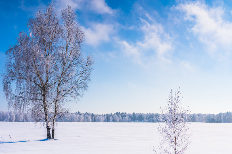 Leafless Tree Covered with Snow Photograph Print 100% Australian Made