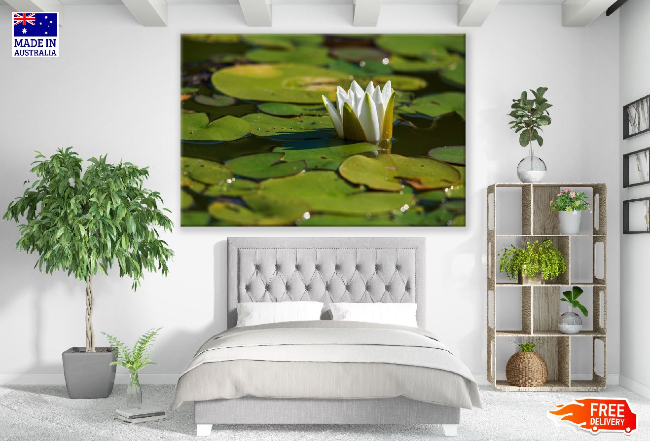 White Water Lily Flower Plant on Water Photograph Print 100% Australian Made