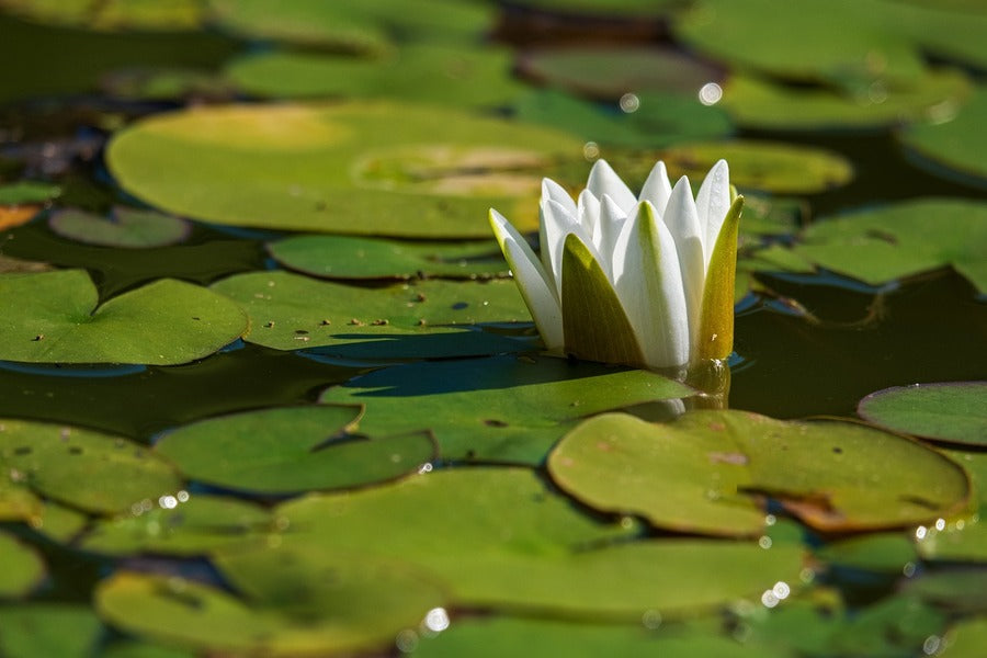 White Water Lily Flower Plant on Water Photograph Print 100% Australian Made