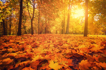 Autumn Leaves & Trees Sunset Photograph Print 100% Australian Made