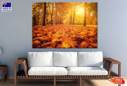 Autumn Leaves & Trees Sunset Photograph Print 100% Australian Made