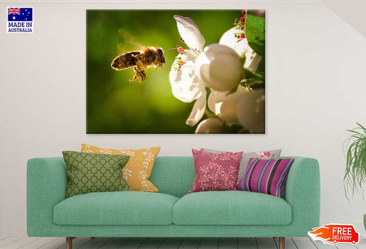 Bee on Flower View Photograph Print 100% Australian Made