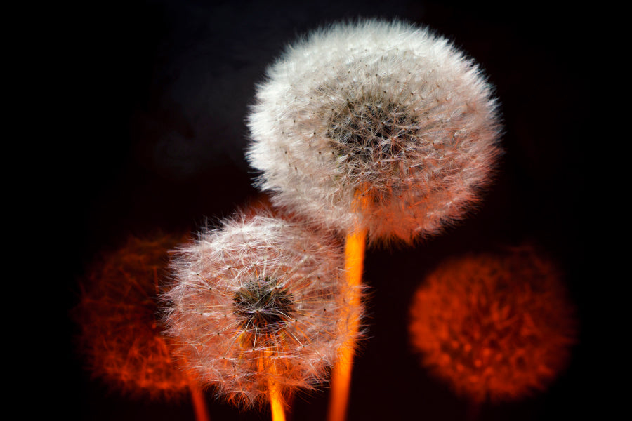 Bella Home Dandelion Flower With Red Backlight Print Canvas Ready to hang