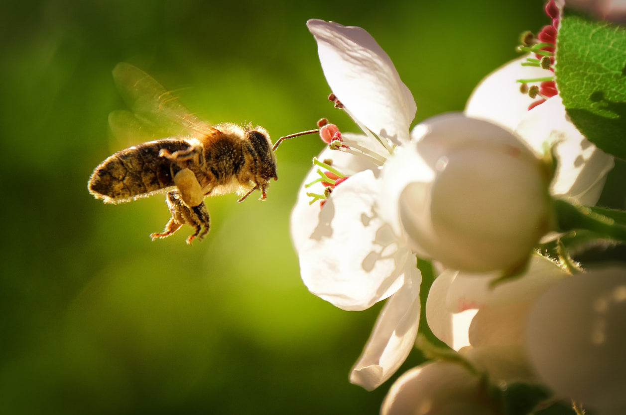 Bee on Flower View Photograph Print 100% Australian Made