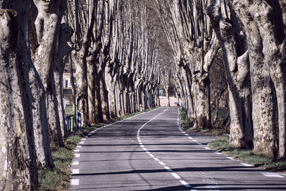 Tree Row Along Road Photograph Print 100% Australian Made