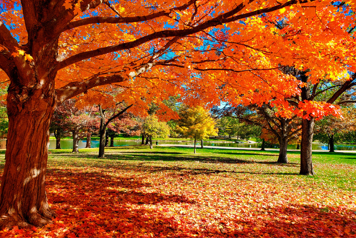 Bella Home Autumn Tree & Leaves With Park Print Canvas Ready to hang