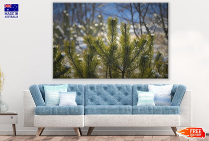 Juniper Bushes Photograph Print 100% Australian Made