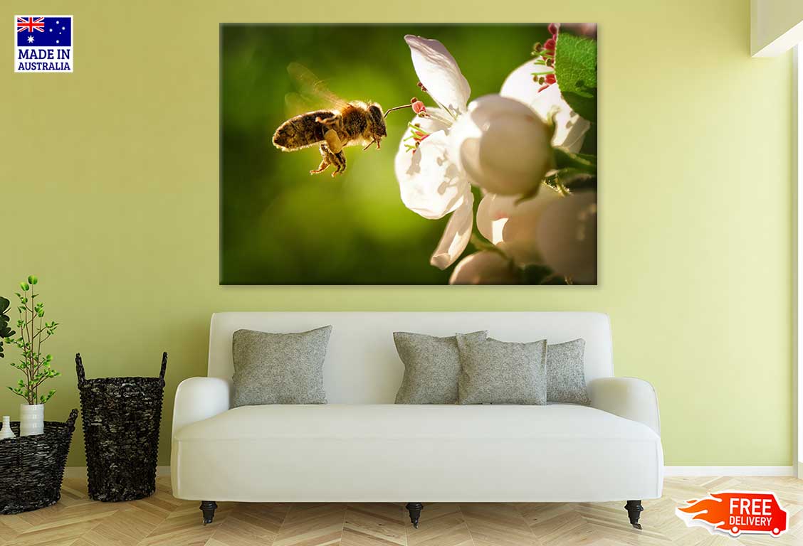 Bee on Flower View Photograph Print 100% Australian Made