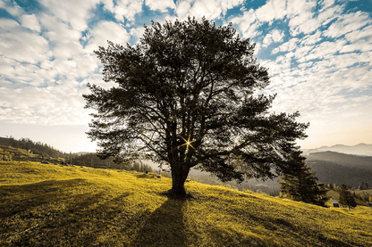 Landscape Tree Sunset Photograph Print 100% Australian Made