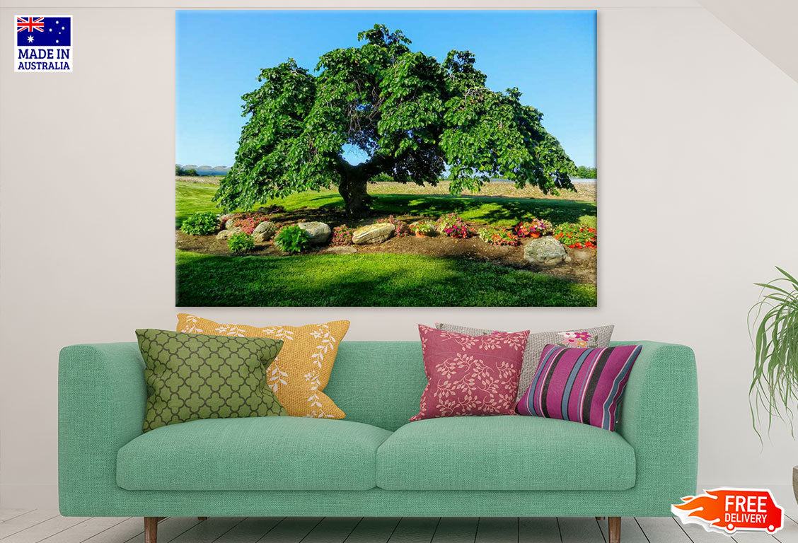 Huge Branch Tree in Meadow Photograph Print 100% Australian Made