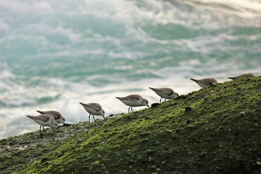 Seabirds on Sea Shore Photograph Print 100% Australian Made