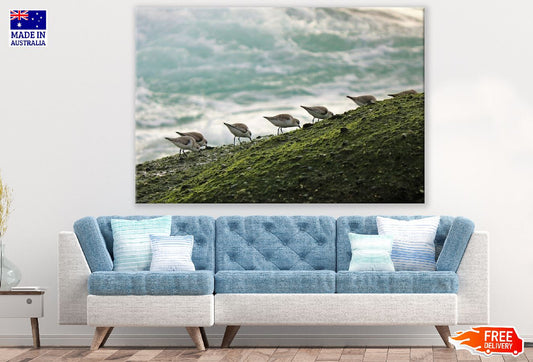 Seabirds on Sea Shore Photograph Print 100% Australian Made