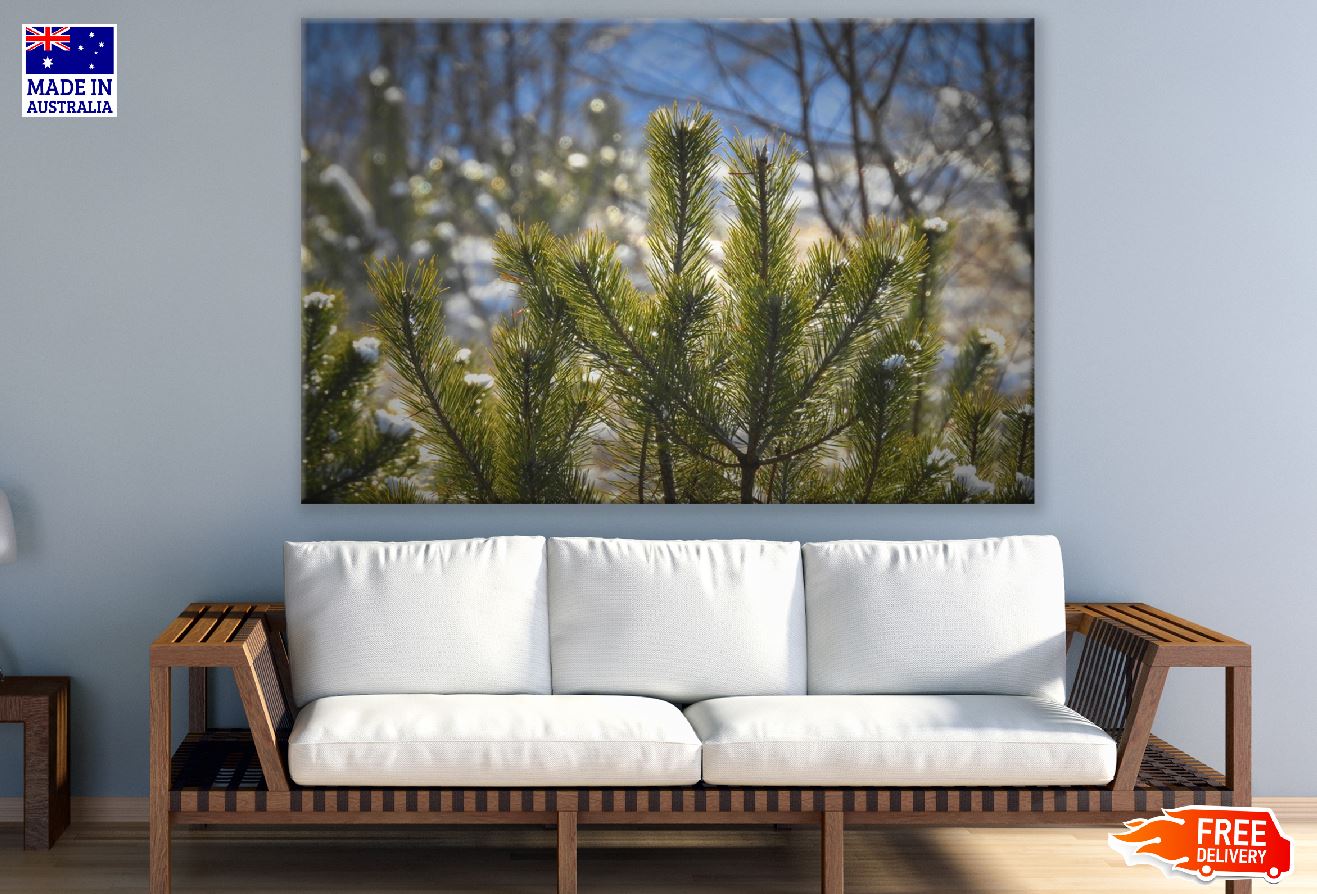 Juniper Bushes Photograph Print 100% Australian Made