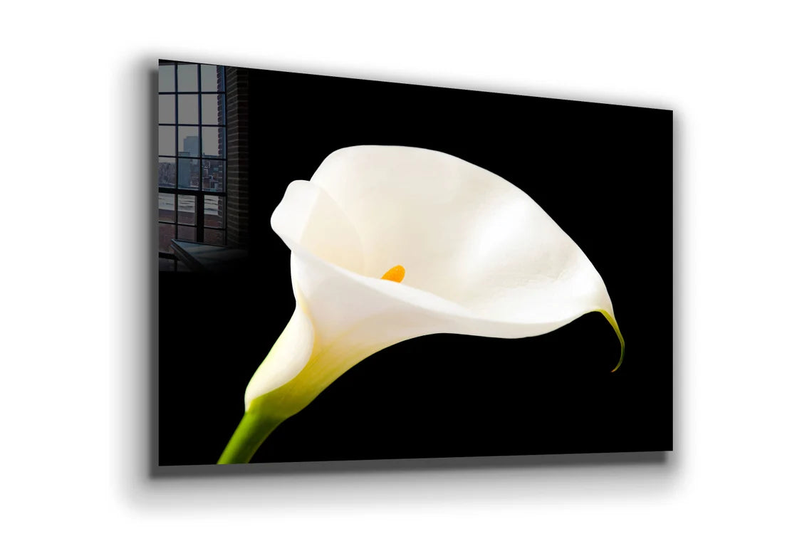 White Lily on Dark View Print Tempered Glass Wall Art 100% Made in Australia Ready to Hang