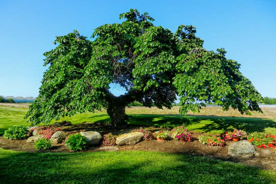 Huge Branch Tree in Meadow Photograph Print 100% Australian Made