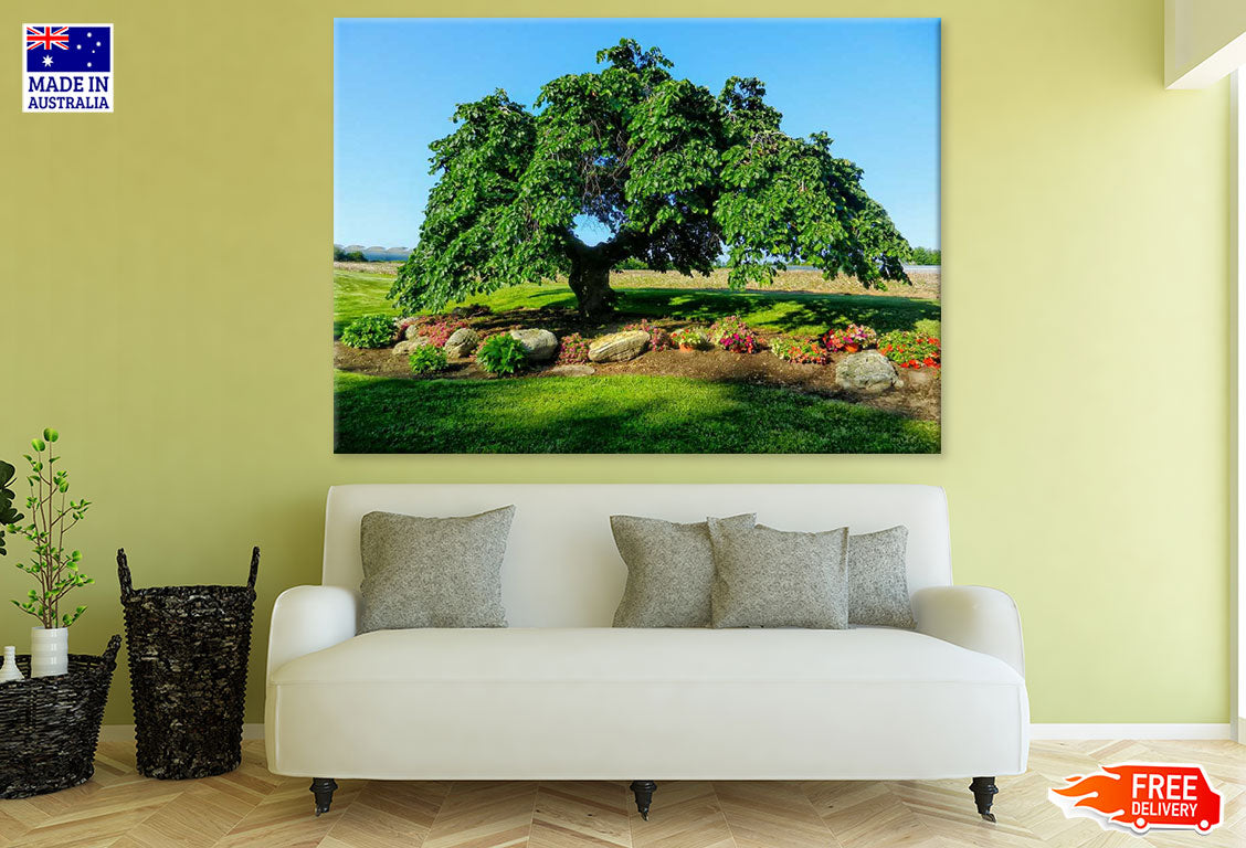 Huge Branch Tree in Meadow Photograph Print 100% Australian Made