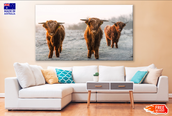 Brown Highland Cows Photograph Print 100% Australian Made