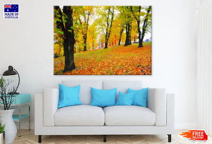 Yellow Red Autumn Trees Park View Photograph Print 100% Australian Made