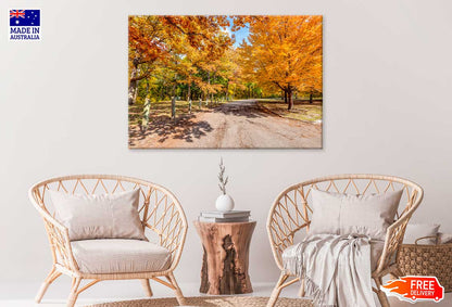 Autumn Trees & Path View Photograph Print 100% Australian Made