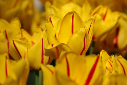 Yellow Red Tulip Flowers Closeup Photograph Print 100% Australian Made