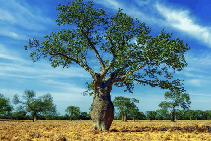 Huge Tree in Dry Ground Photograph Print 100% Australian Made