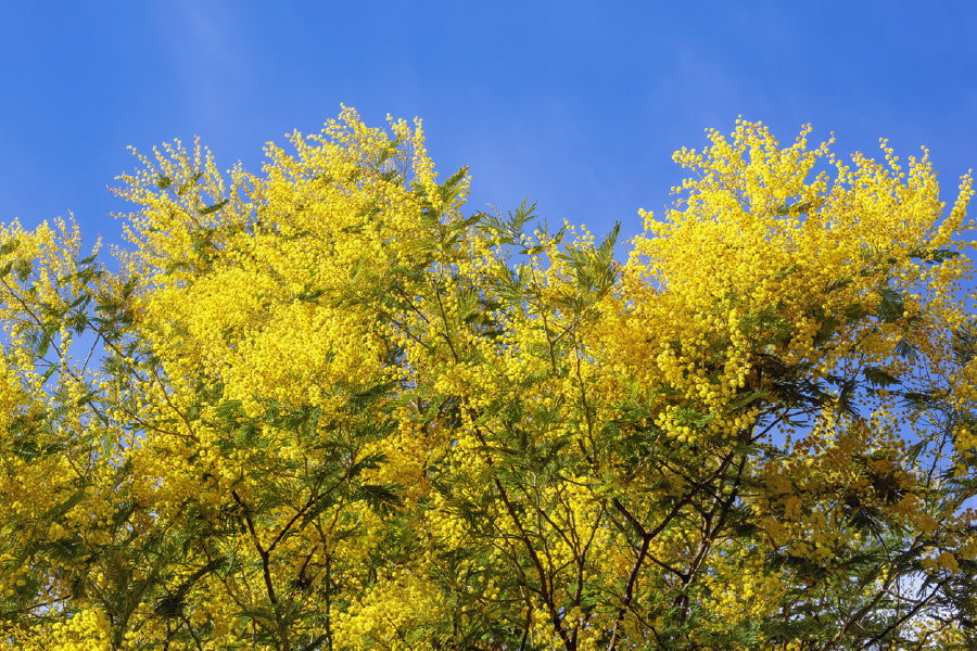 Acacia Dealbata Tree Blue Sky Photograph Print 100% Australian Made