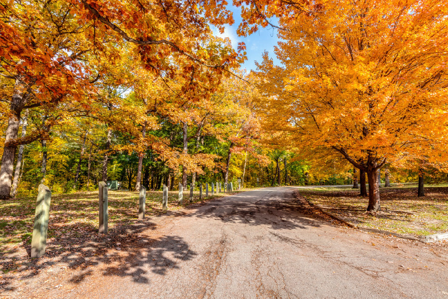 Autumn Trees & Path View Photograph Print 100% Australian Made