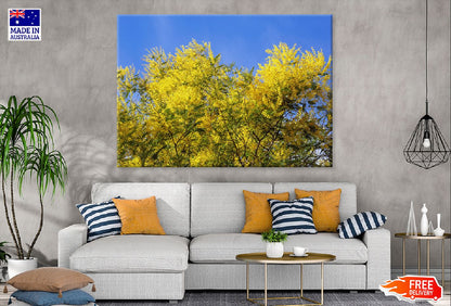 Acacia Dealbata Tree Blue Sky Photograph Print 100% Australian Made