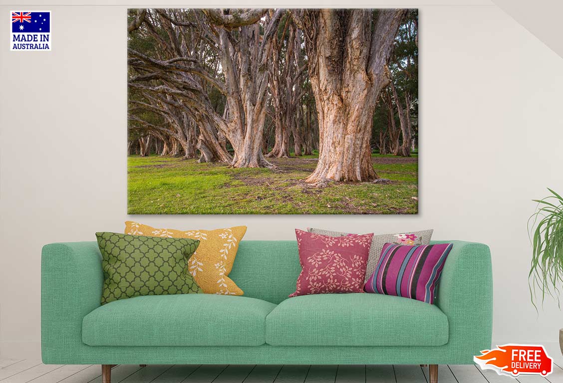 Huge Tree Forest Photograph Print 100% Australian Made