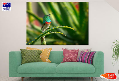 Green and Blue Bird on Green Plant Stem Photograph Print 100% Australian Made