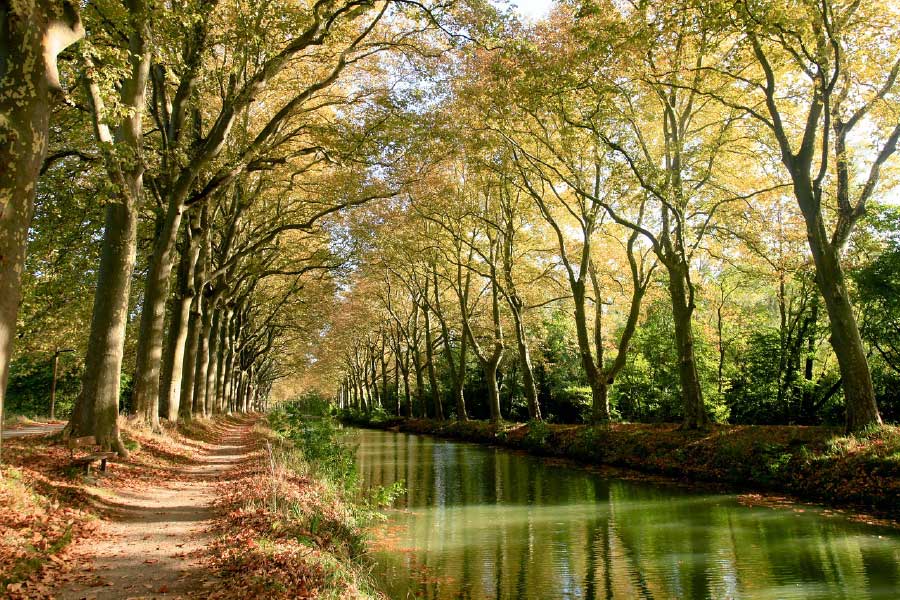 Trees Row Along River Photograph Print 100% Australian Made