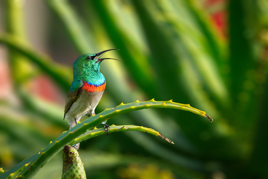 Green and Blue Bird on Green Plant Stem Photograph Print 100% Australian Made