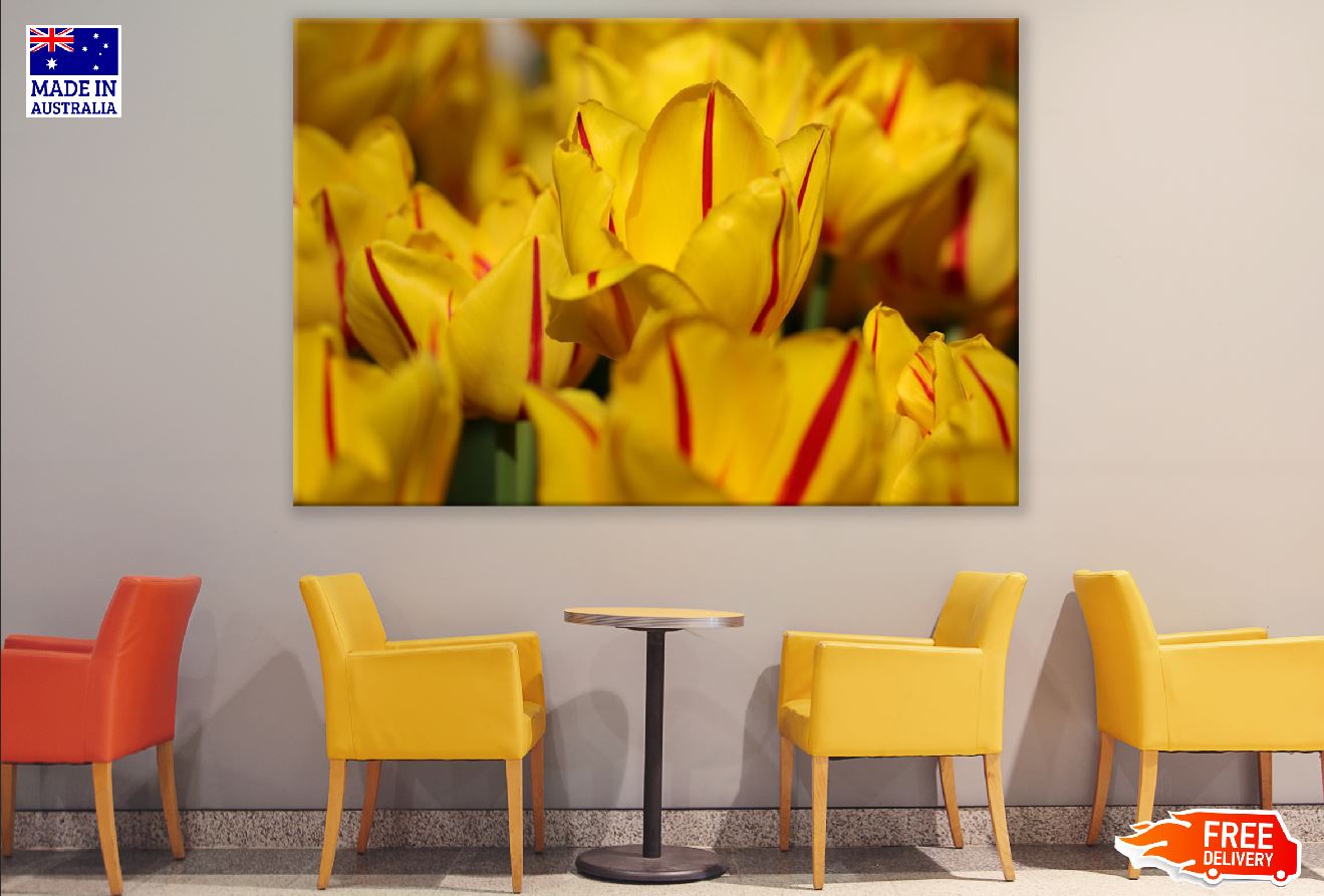 Yellow Red Tulip Flowers Closeup Photograph Print 100% Australian Made