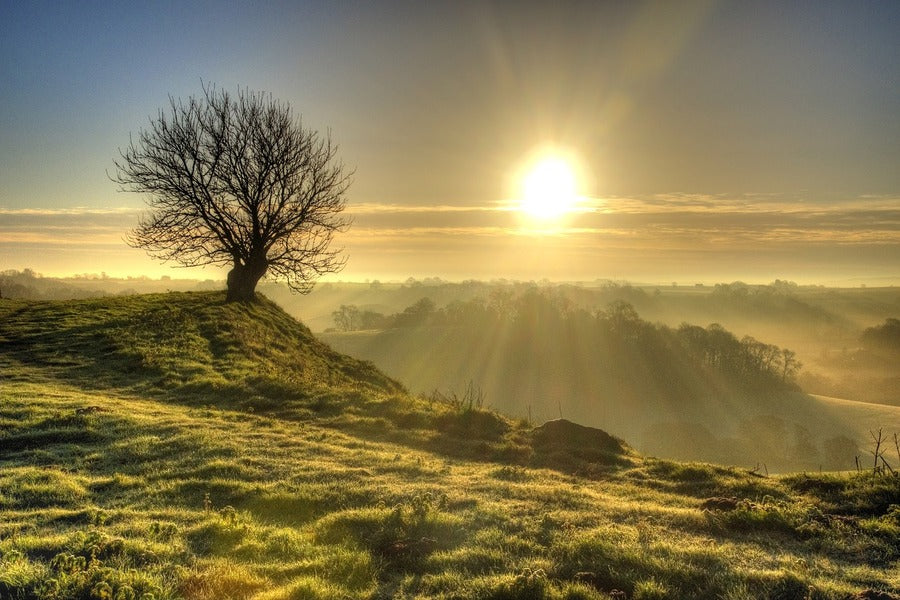 Sunset Tree on Hill Photograph Print 100% Australian Made