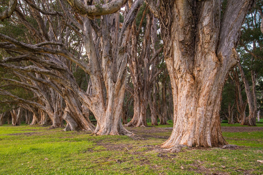 Huge Tree Forest Photograph Print 100% Australian Made