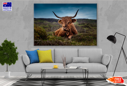 Brown Highland Cow Laying on Ground Photograph Print 100% Australian Made