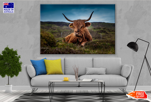 Brown Highland Cow Laying on Ground Photograph Print 100% Australian Made