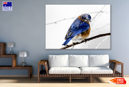 Eastern Blue Bird Sitting on a Branch Print 100% Australian Made