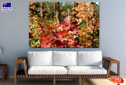 Red Orange Autumn Leaves Photograph Print 100% Australian Made