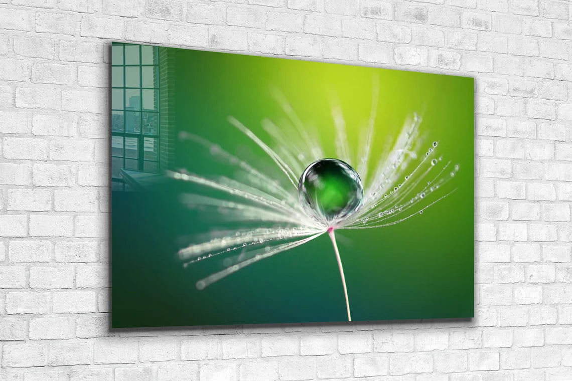 Dandelion Droplet View Print Tempered Glass Wall Art 100% Made in Australia Ready to Hang