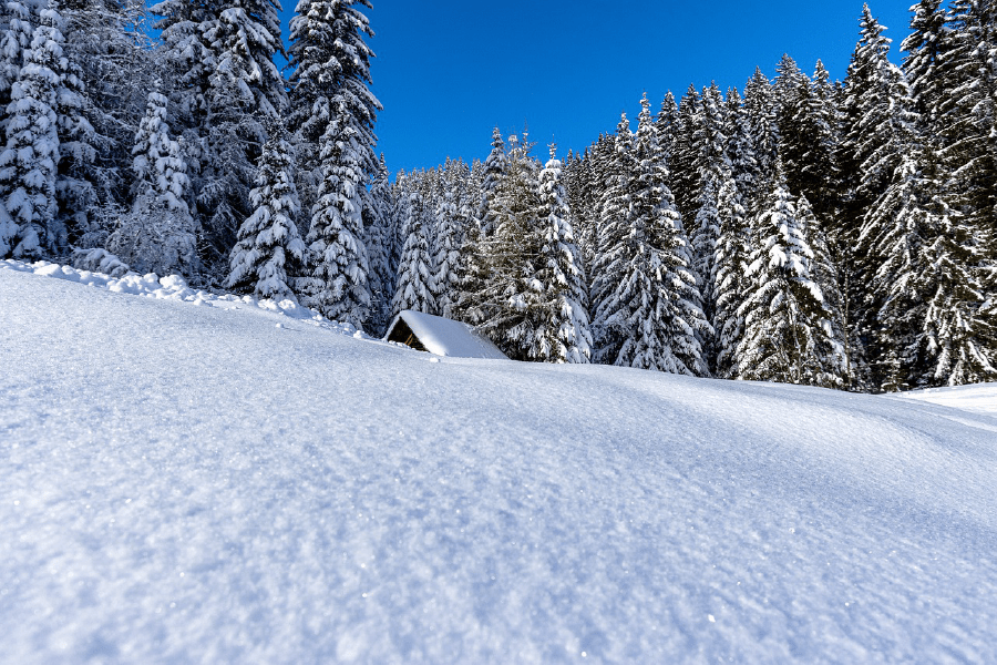 Snow Covered Tree Trunks in Winter Forest Photograph Print 100% Australian Made